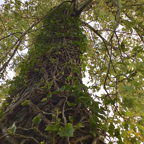 Meet your Posher, Ivy - Picture 1 of 1